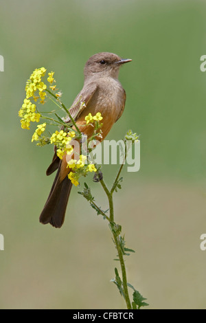 Say'sche Phoebe (Sayornis Saya) thront auf einem Ast in British Columbia, Kanada. Stockfoto