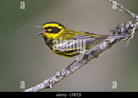 Townsends Warbler (Dendroica Townsendi) thront auf einem Ast in Victoria, BC, Kanada. Stockfoto