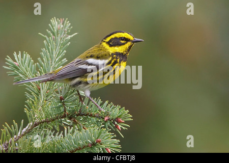 Townsends Warbler (Dendroica Townsendi) thront auf einem Ast in Victoria, BC, Kanada. Stockfoto