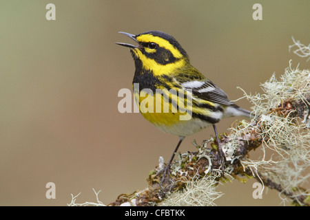 Townsends Warbler (Dendroica Townsendi) thront auf einem Ast in Victoria, BC, Kanada. Stockfoto