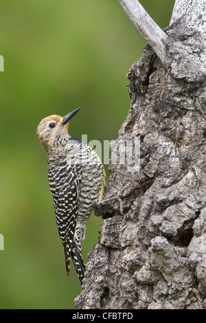 Williamsons Sapsucker (Sphyrapicus Thyroideus) thront auf einem Ast in British Columbia, Kanada. Stockfoto