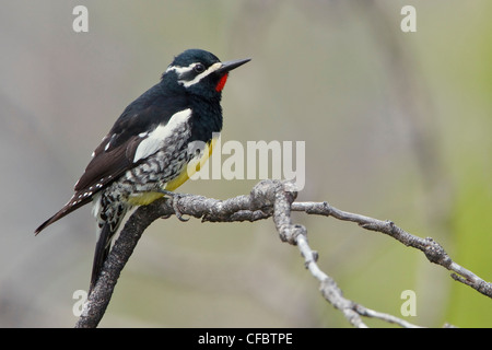 Williamsons Sapsucker (Sphyrapicus Thyroideus) thront auf einem Ast in British Columbia, Kanada. Stockfoto