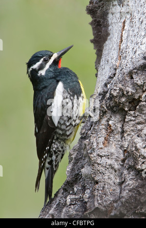 Williamsons Sapsucker (Sphyrapicus Thyroideus) thront auf einem Ast in British Columbia, Kanada. Stockfoto