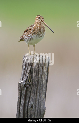 Wilson's Snipe (Gallinago Delicata) thront auf einem Zaunpfahl in British Columbia, Kanada. Stockfoto