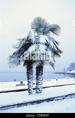 Chinesische Windmühle Palme (Trachycarpus Fortunei) in Schnee, English Bay, Vancouver, Britisch-Kolumbien, Kanada Stockfoto