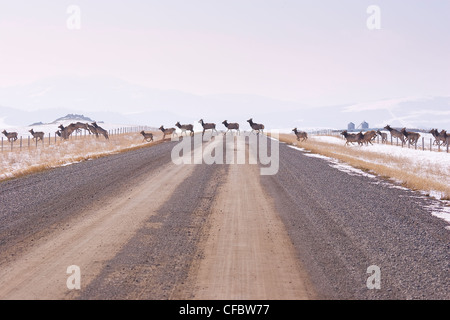 Herde von Elche (Cervus Elaphus) Kreuzung Schotterstraße und Zäune zu springen. Süd-Alberta. Stockfoto