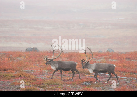 Zwei kargen Boden Caribou Bullen bewegen sich über nebeligen Herbstlandschaft. Rangifer Tarandus Groenlandicus. Whitefish Lake, NWT, Kanada Stockfoto