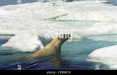 Eisbär (Ursus Maritimus), schwimmt in Richtung Eisscholle im Juli Ukkusiksalik-Nationalpark, Wager Bay, Nunavut, Kanada. Stockfoto