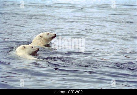 Eisbär (Ursus Maritimus)-Mutter und junges, Ukkusiksalik-Nationalpark, Wager Bay, Nunavut, Kanada. Stockfoto