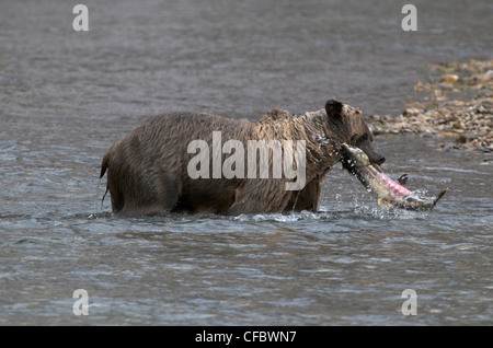 Grizzlybär (Ursus Arctos) mit Chum Salmon auf Fishing Branch River, Ni'iinlii Njik Ecological Reserve, Yukon Territorium, Kanada Stockfoto