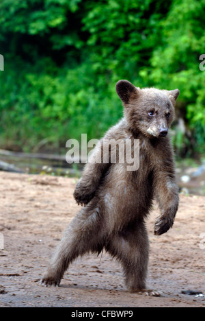 Schwarzer Bär (Ursus Americanus) Cub stehen auf den Hinterbeinen, Minnesota, USA Stockfoto