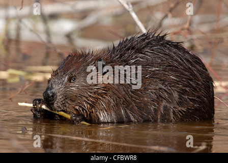 Biber (Castor Canadensis) ernähren sich von Aspen Baum Ast, Ontario, Kanada Stockfoto