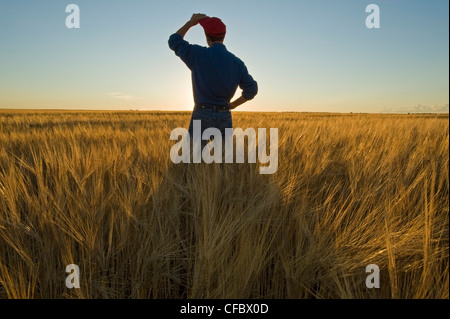 Bauer blickt auf seine Reifen bereit Gerste Ernte, in der Nähe von Carey, Manitoba, Kanada Stockfoto