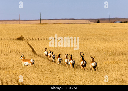 Pronghorn Antilope, (Antilocapra Americana), in der Nähe von Marengo, Saskatchewan, Kanada. Stockfoto