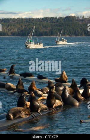 Frühling Hering Spawns ziehen Fishboats und Seelöwen zu Fanny Bay auf Vancouver Island, British Columbia, Kanada. Stockfoto