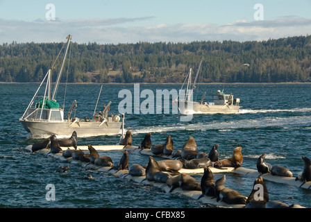 Frühling Hering Spawns ziehen Fishboats und Seelöwen zu Fanny Bay auf Vancouver Island, British Columbia, Kanada. Stockfoto