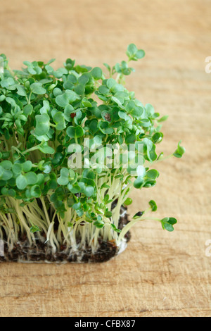 Brunnenkresse auf einem Hintergrund Stockfoto