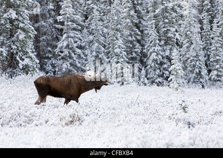 Ein Stier Elch Beduftung für ein Weibchen während der Paarungszeit in Kananaskis Country, Alberta, Kanada Stockfoto