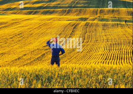 ein Mann blickt auf ein Gerstenfeld, in der Nähe von Conorach, Saskatchewan, Kanada Stockfoto