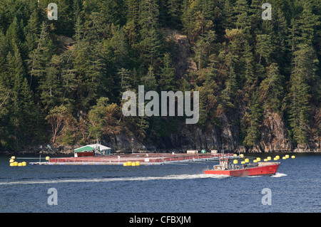 Ein Fischerboot geht eine Fischfarm auf der Sunshine Coast, BC. Stockfoto