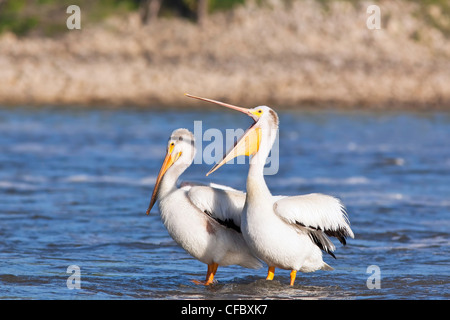 Amerikanische weiße Pelikane teilen einen untergetauchten Felsen auf dem Red River. Lockport, Manitoba, Kanada. Stockfoto