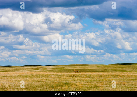 Pronghorn Antilope (Antilocapra Americana) in Grasslands National Park, Saskatchewan, Kanada. Stockfoto