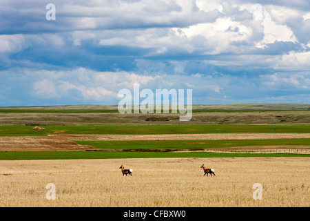 Pronghorn Antilope, (Antilocapra Americana), Val Marie, Saskatchewan, Kanada. Stockfoto