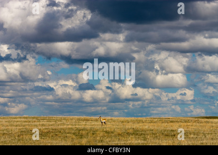 Pronghorn Antilope (Antilocapra Americana) in Grasslands National Park, Saskatchewan, Kanada. Stockfoto