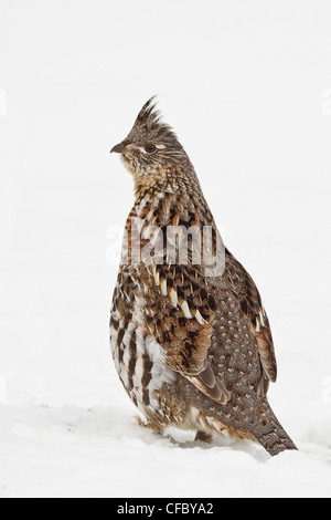 Ruffed Grouse (Bonasa Umbellus) stehen im Schnee Stockfoto