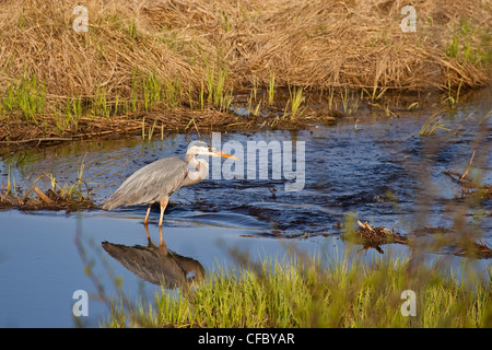 Große Unschärfe Reiher (Ardea Herodias) im Stream. Stockfoto