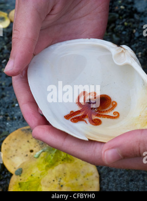 Baby-pazifische Riesenkrake (Enteroctopus Dofleini) Denman Island, British Columbia, Kanada Stockfoto
