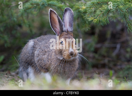 Schneeschuh-Hase (Lepus Americanus), südwestlichen Alberta, Kanada. Stockfoto