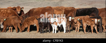 Rinder (Bos Taurus), Kühe und Kälber füttern, südwestlichen Alberta, Kanada. Stockfoto