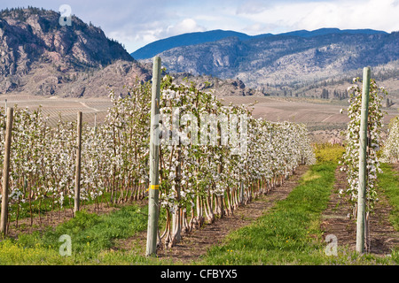 Blühende Obstbäume in der Nähe von Osoyoos, Okanagan Valley, BC, Kanada. Stockfoto