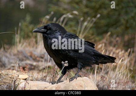 Erwachsenen Raven (Corvus Corax) thront auf Felsen in borealen Wald, Alberta, Kanada. Stockfoto