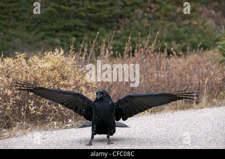 Erwachsenen Raven (Corvus Corax) Landung auf Schotter Weg mit Federn ausgestreckt in borealen Wald, Alberta, Kanada. Stockfoto