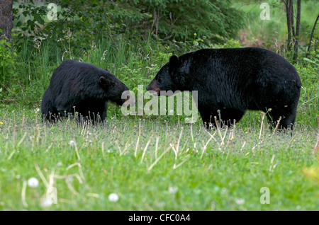 Wilden Erwachsenen weiblichen männlichen amerikanischen Schwarzbär Ursus Stockfoto