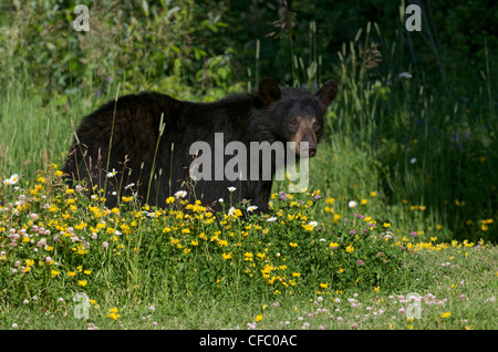 Wilde weiblich/Sau amerikanischen Schwarzbären (Ursus Americanus) stehend auf grasbewachsenen blühende Wiese, Ontario, Kanada. Stockfoto