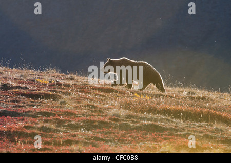 Wild Grizzlybär Ursus Arctos horribilis Stockfoto