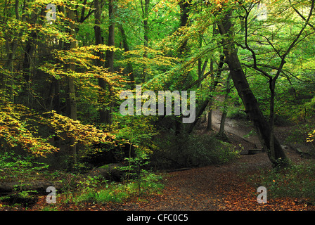 Ein Blick auf Burnham Beeches National Nature Reserve UK Stockfoto