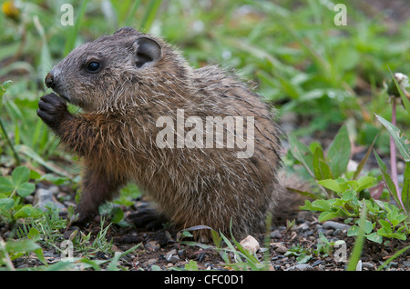 Unreifen Murmeltier oder Murmeltier (Marmota Monax) Fütterung im Sommer Klee, South Gillies, Ontario, Kanada. . Stockfoto