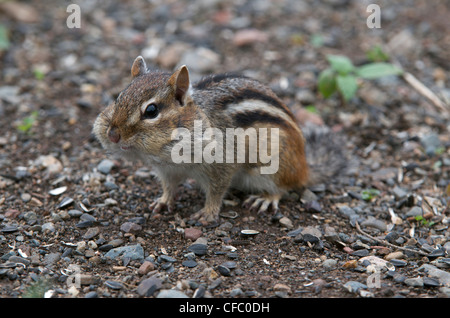 Östliche Chipmunk (Tamias Striatus), Wangen voller Samen für Lagerung, South Gillies, Ontario, Kanada. Stockfoto