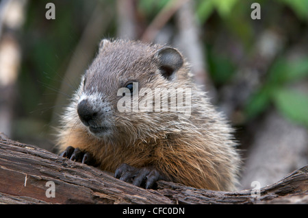 Nahaufnahme eines Babys Murmeltier oder Murmeltier (Marmota Monax) sitzt auf Baumstumpf, South Gillies, Ontario, Kanada. Stockfoto