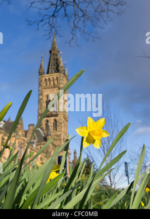 Narzisse gezeigt mit differenzielle Fokus in der Nähe von Universität von Glasgow, Schottland Stockfoto