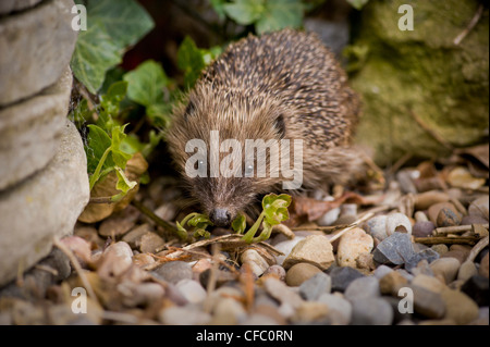 Nahaufnahme eines erwachsenen Igels, der in einem heimischen britischen Garten nach Nahrung geordert hat. Stockfoto