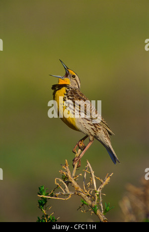 Westlichen Meadowlark - (Sturnella Neglecta) Stockfoto