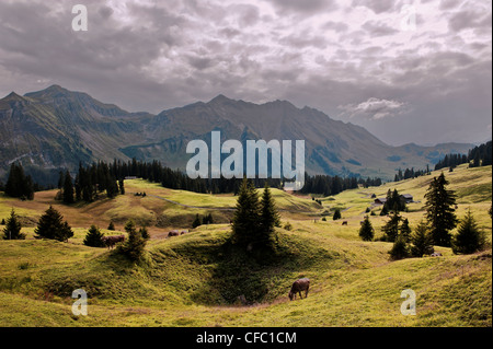 Alpwirtschaft, Berglandschaft, Bergwelt, Berglandschaft, bergige Landschaft, Fichte, Glaubenbielen, Herbst, Herbst, Stockfoto