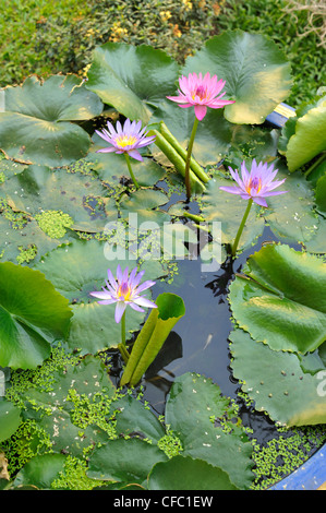 Seerosenteich im Garten, Mae Sot, Thailand Stockfoto