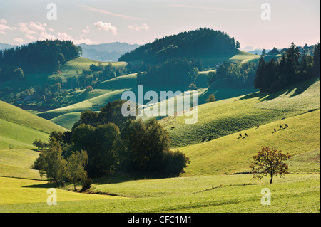 Emmental, hügelige Landschaft, Hügelland, tiefen, hügelige Landschaft, Kanton Bern, Vieh, Landschaft, Landschaft, Lützelflüh, Großbrit Stockfoto