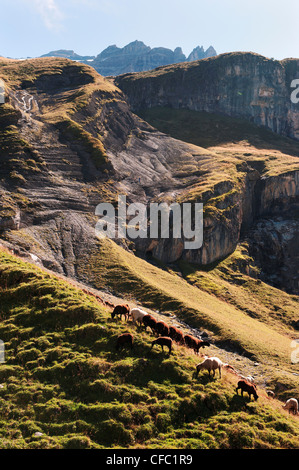 zeremonielle Senkung von Vieh vom Berg ins Tal, Alpen, Almen Alm, Berge, Berglandschaft, Berg Stockfoto